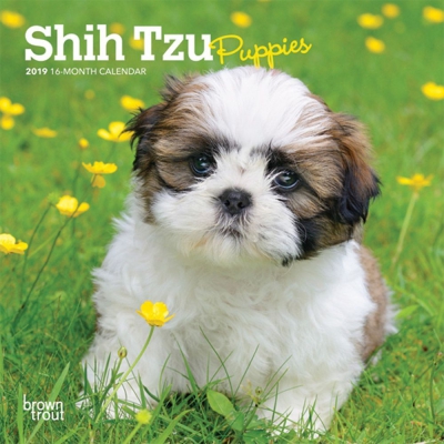 Chó Shihtzu